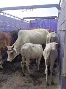 नगर पालिका ने आवारा गोवंश के खिलाफ चलाया विशेष अभियान,55 पशु पकड़े,21 गौशाला भेजे गए, नपाध्यक्ष प्रतिनिधि रायसिंह मेवाड़ा ने पशुपालकों से की सहयोग की अपील